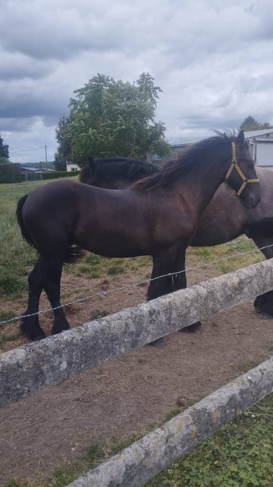 Stallion Friesian For sale 2025 Black