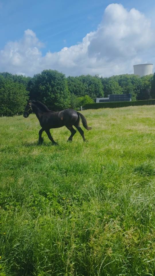 Stallion Friesian For sale 2025 Black