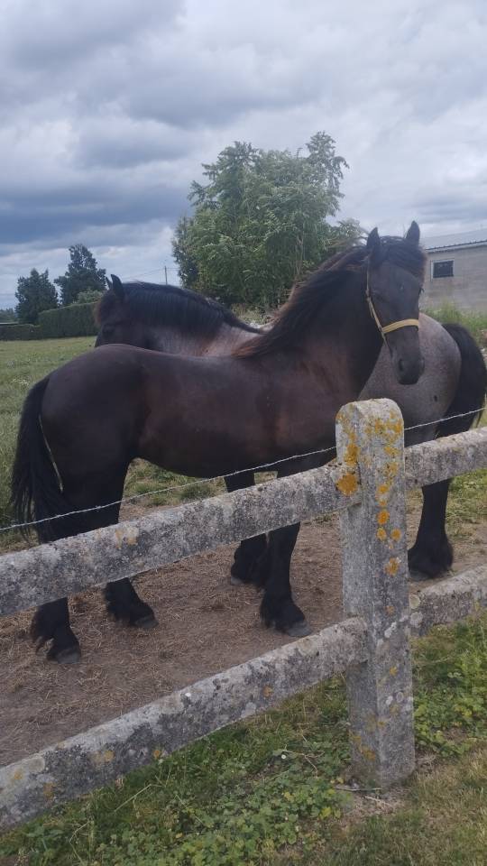 Stallion Friesian For sale 2025 Black