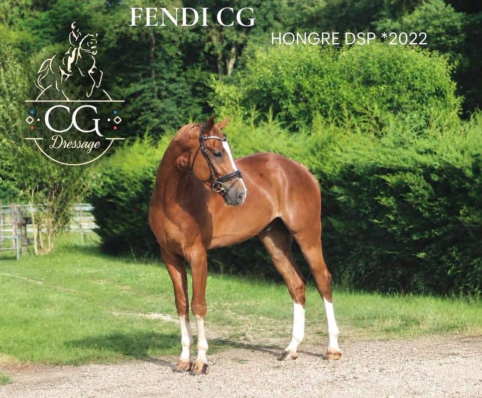 Gelding Hanoverian For sale 2022 Chesnut