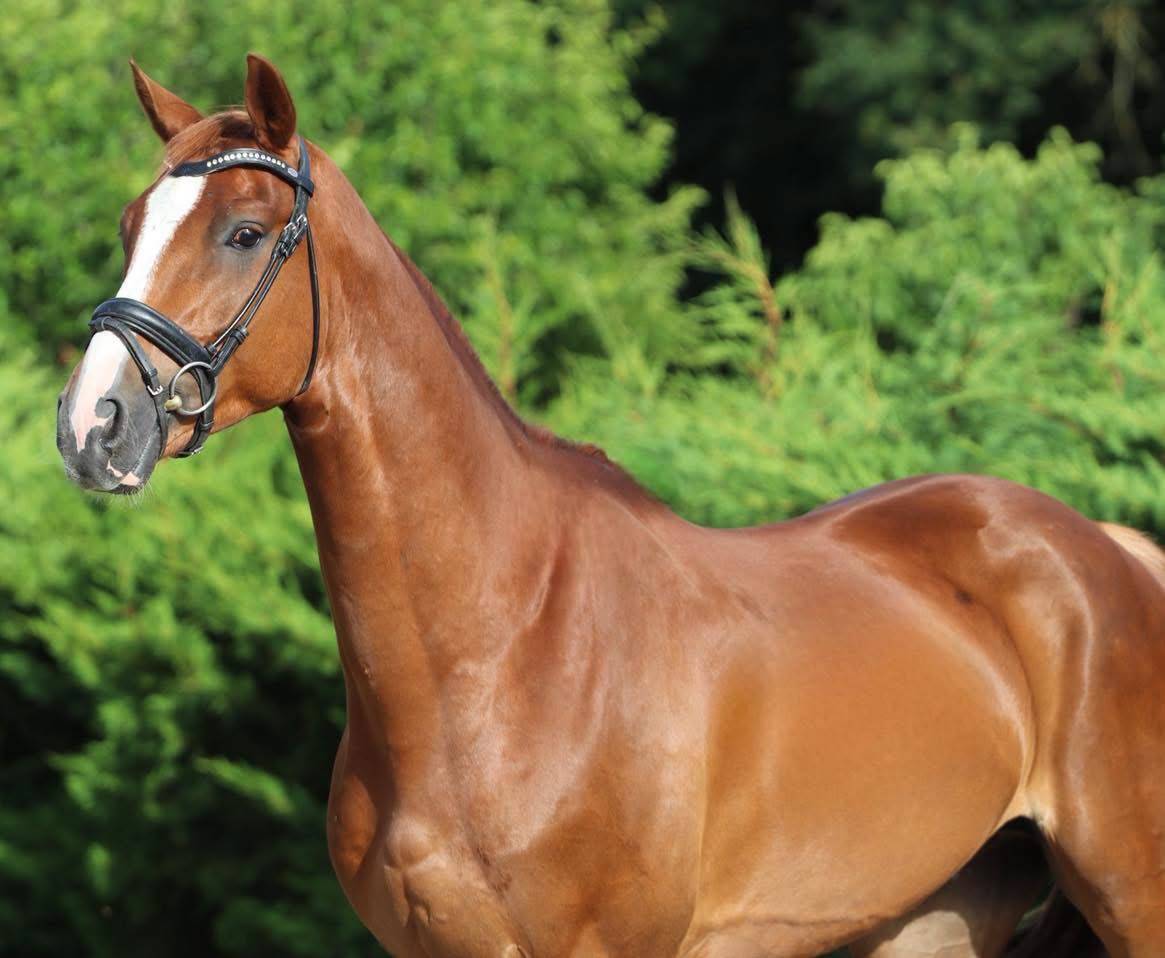 Gelding Hanoverian For sale 2022 Chesnut