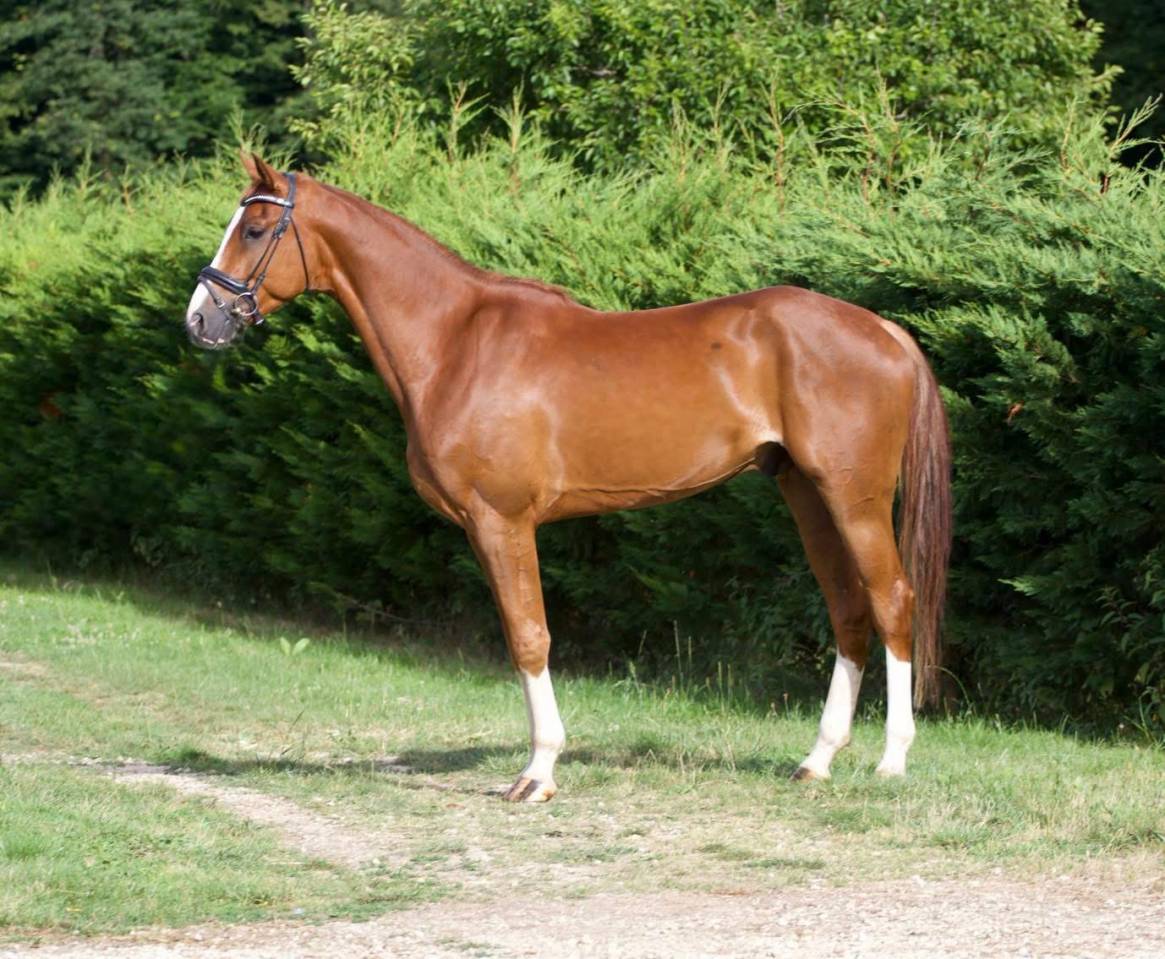Gelding Hanoverian For sale 2022 Chesnut