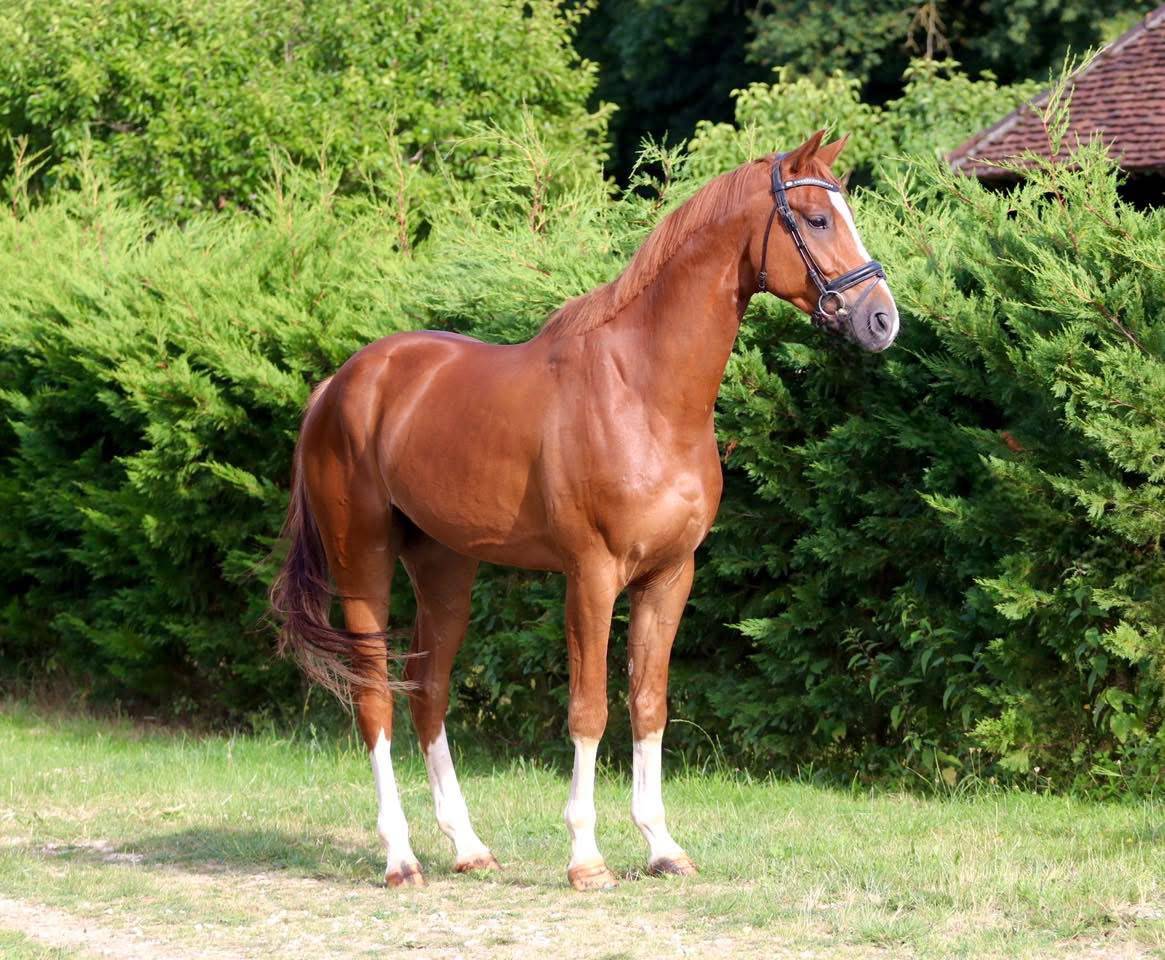 Gelding Hanoverian For sale 2022 Chesnut