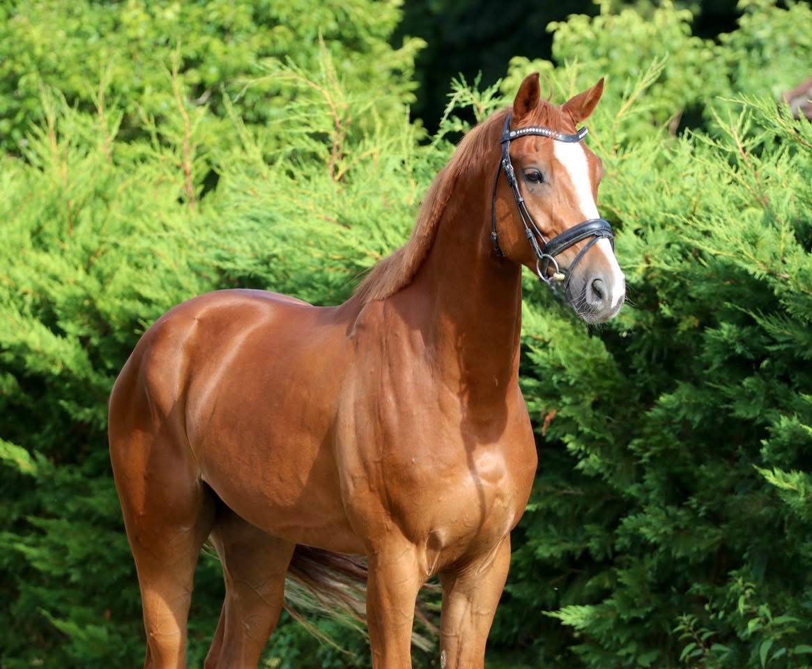 Gelding Hanoverian For sale 2022 Chesnut