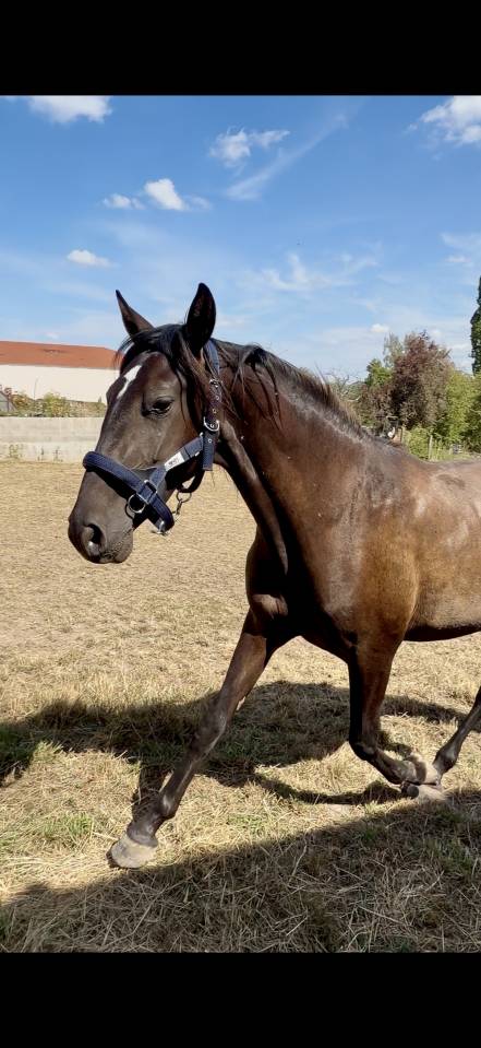 Filly PRE Pure Spanish Bred For sale 2024 Dark Bay