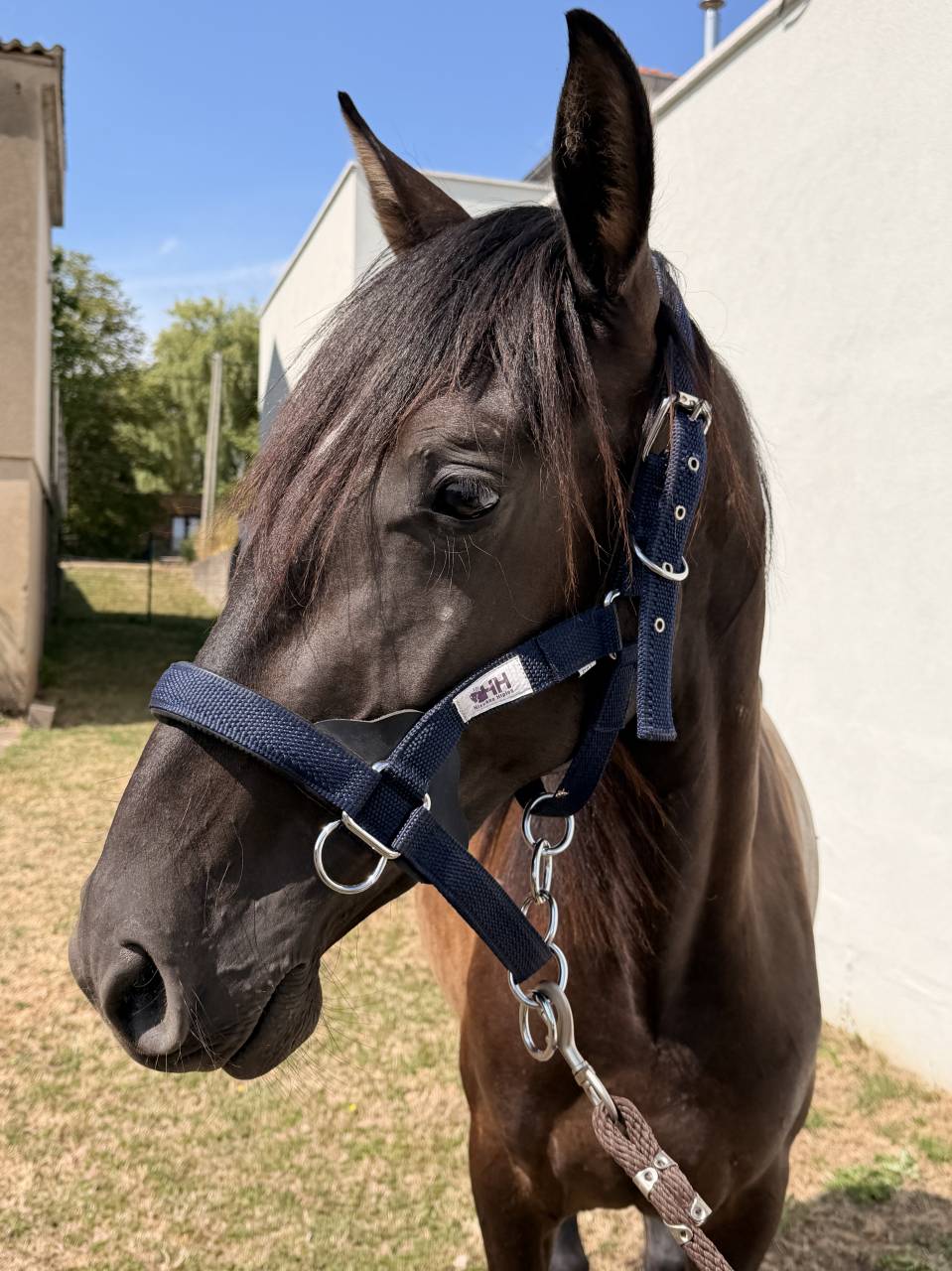 Filly PRE Pure Spanish Bred For sale 2024 Dark Bay