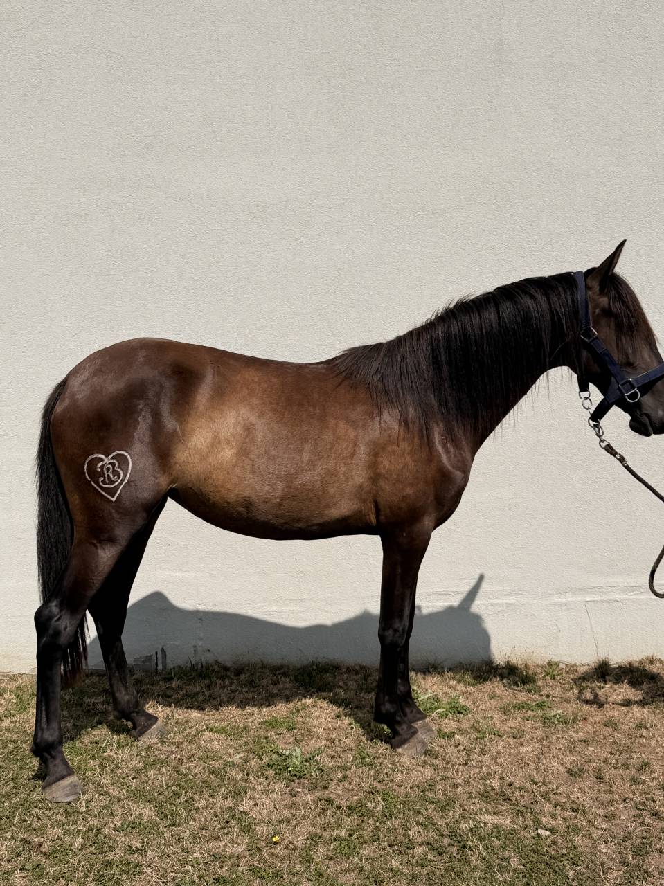 Filly PRE Pure Spanish Bred For sale 2024 Dark Bay