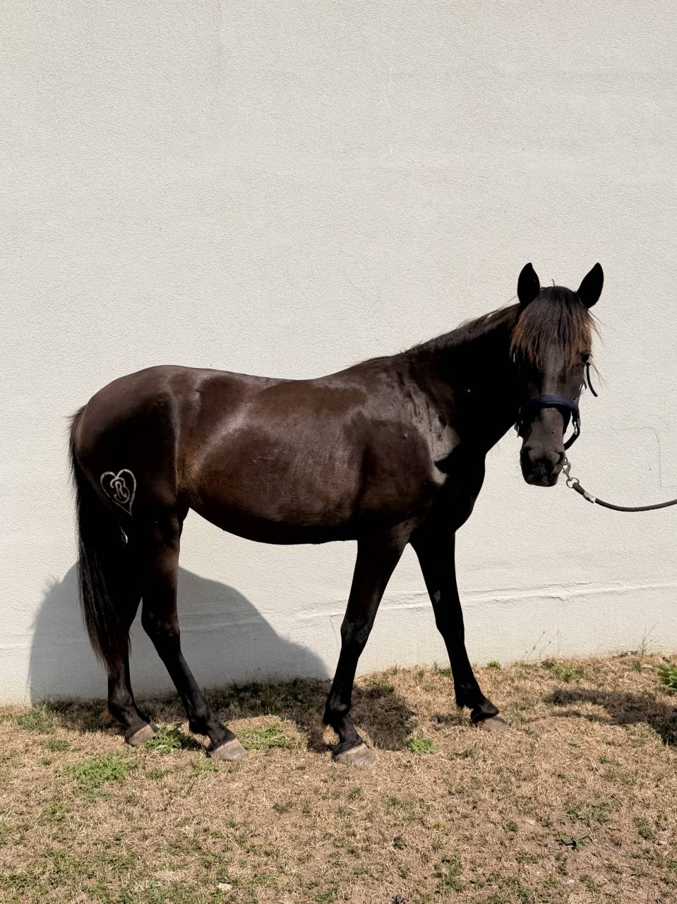 Filly PRE Pure Spanish Bred For sale 2024 Dark Bay