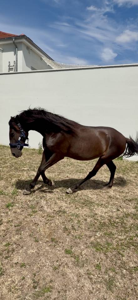 Filly PRE Pure Spanish Bred For sale 2024 Dark Bay