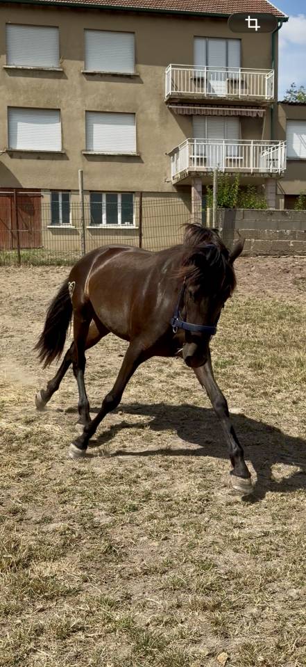 Filly PRE Pure Spanish Bred For sale 2024 Dark Bay