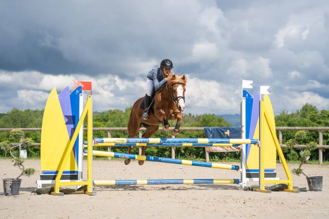 Gelding New Forest For sale 2019 Silver dapple
