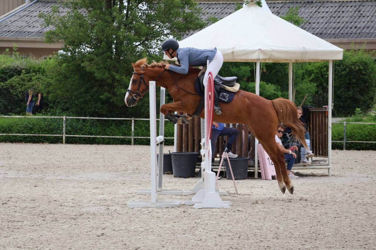Gelding New Forest For sale 2019 Silver dapple