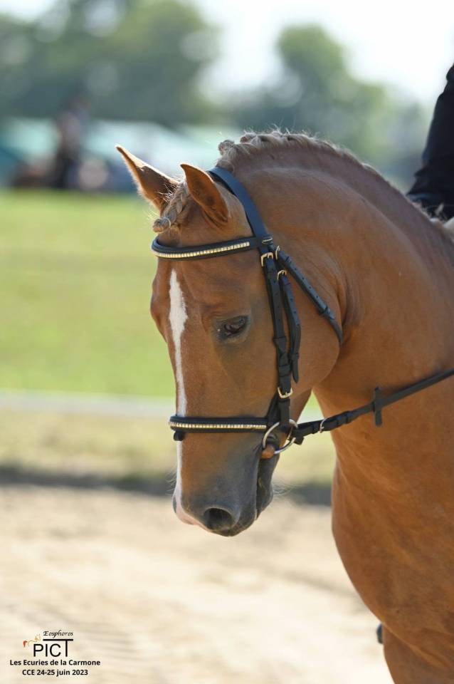 Stallion New Forest For sale 2019 Silver dapple