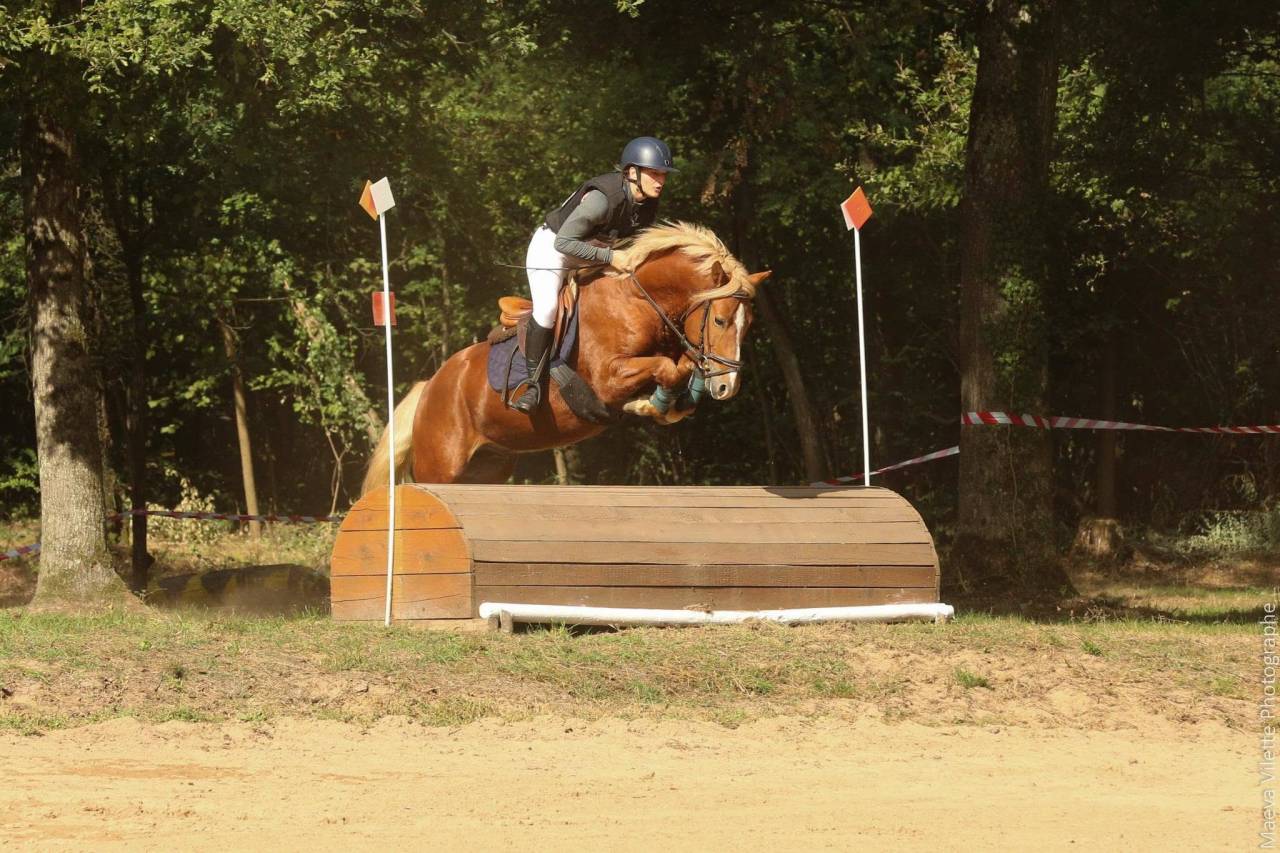 Stallion New Forest For sale 2019 Silver dapple