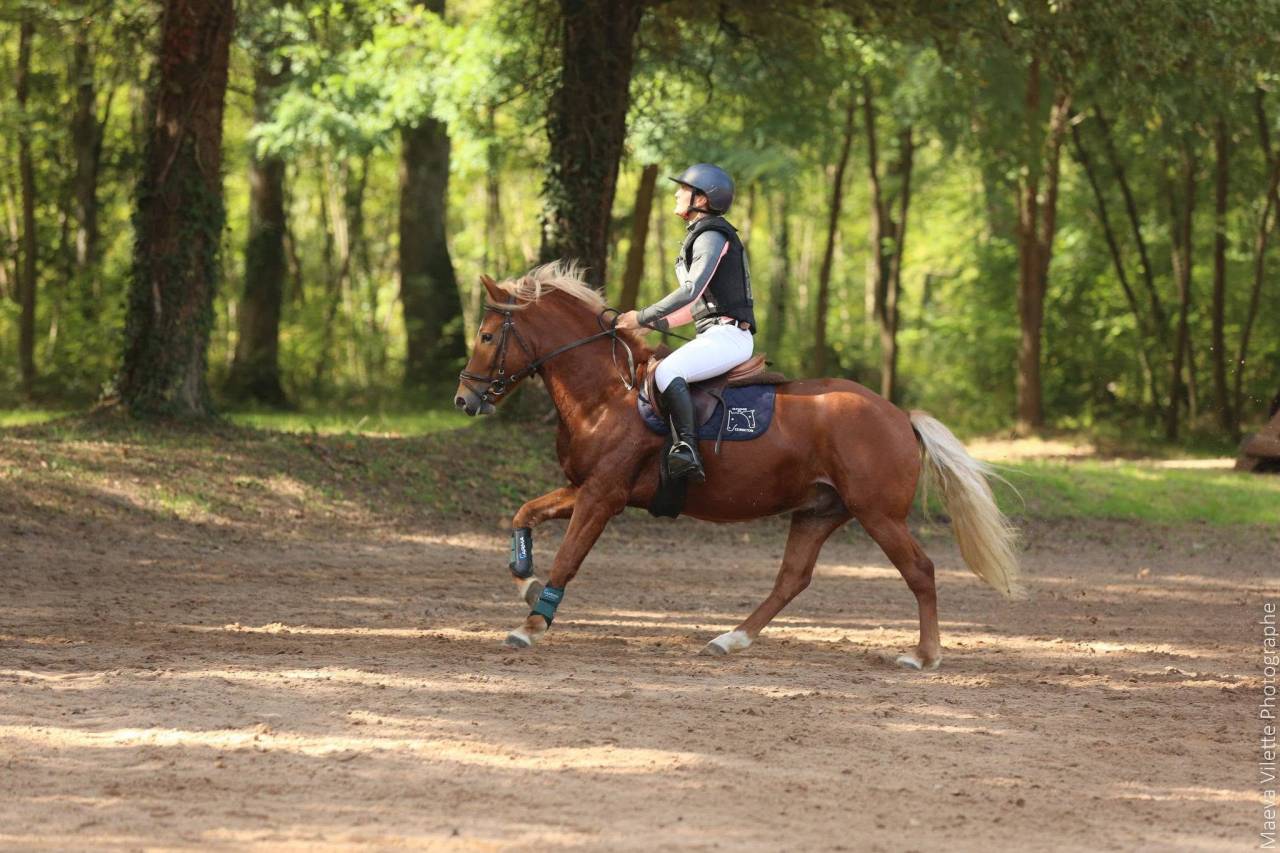 Stallion New Forest For sale 2019 Silver dapple