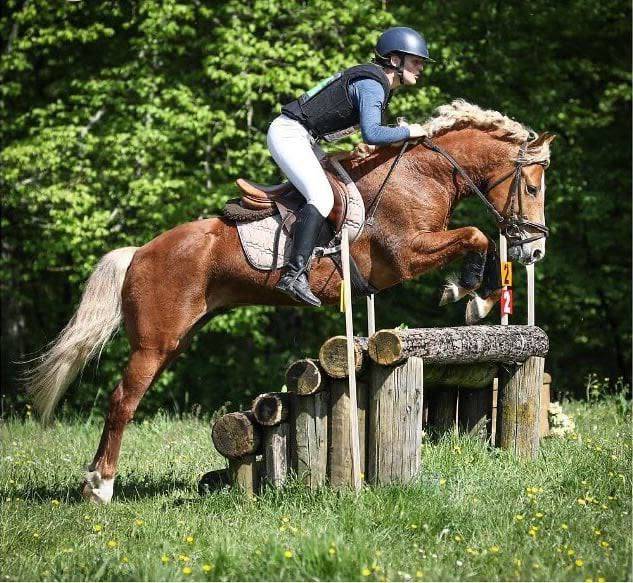 Stallion New Forest For sale 2019 Silver dapple