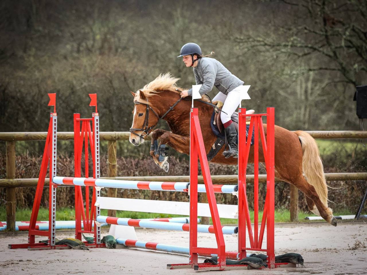 Stallion New Forest For sale 2019 Silver dapple