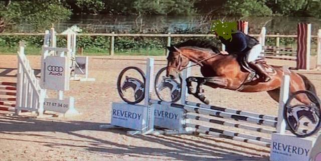 Stallion Selle Fran&ccedil;ais For sale 2016 Bay