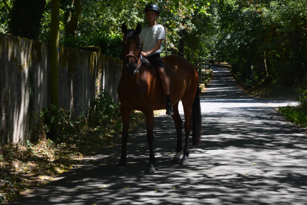 Mare Selle Fran&ccedil;ais For sale 2020 Bay
