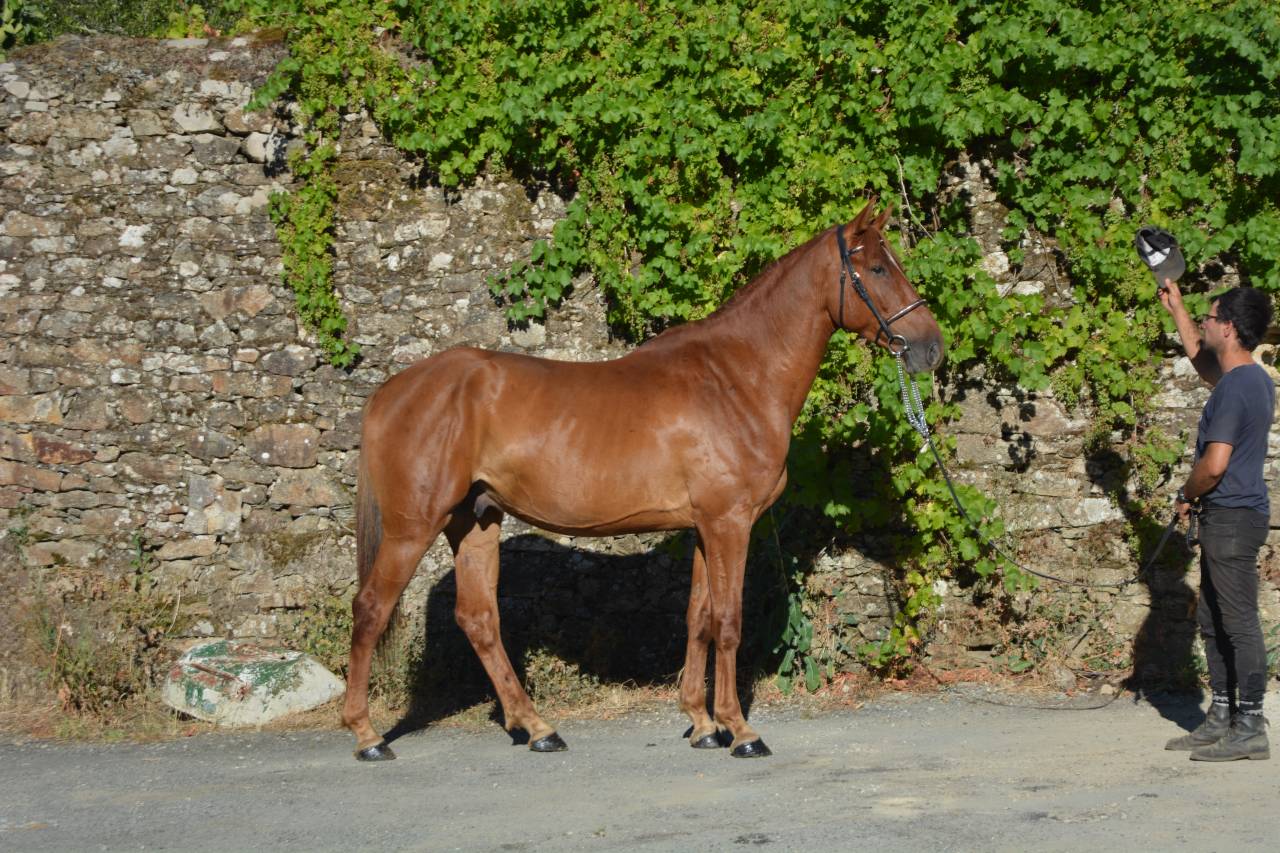 Gelding Selle Fran&ccedil;ais For sale 2022 Chesnut