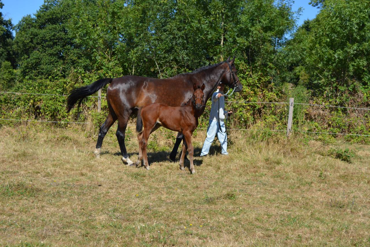 Mare Selle Fran&ccedil;ais For sale 2026 Bay