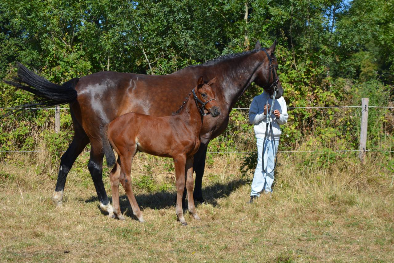 Mare Selle Fran&ccedil;ais For sale 2026 Bay