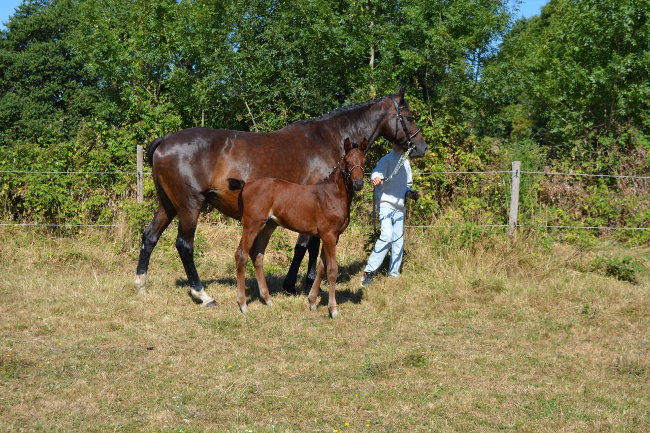 Mare Selle Fran&ccedil;ais For sale 2026 Bay
