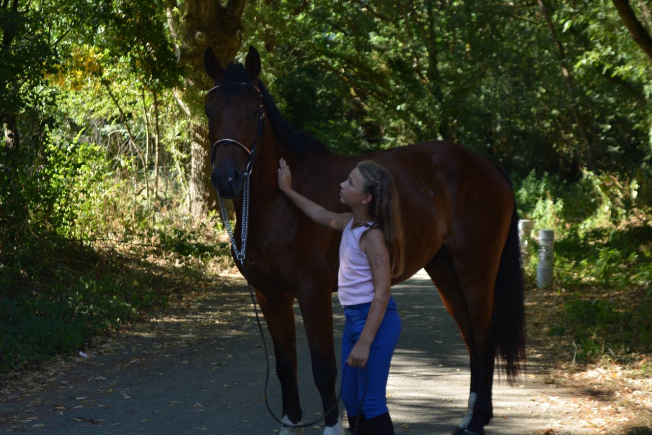 Gelding Selle Fran&ccedil;ais For sale 2021 Bay