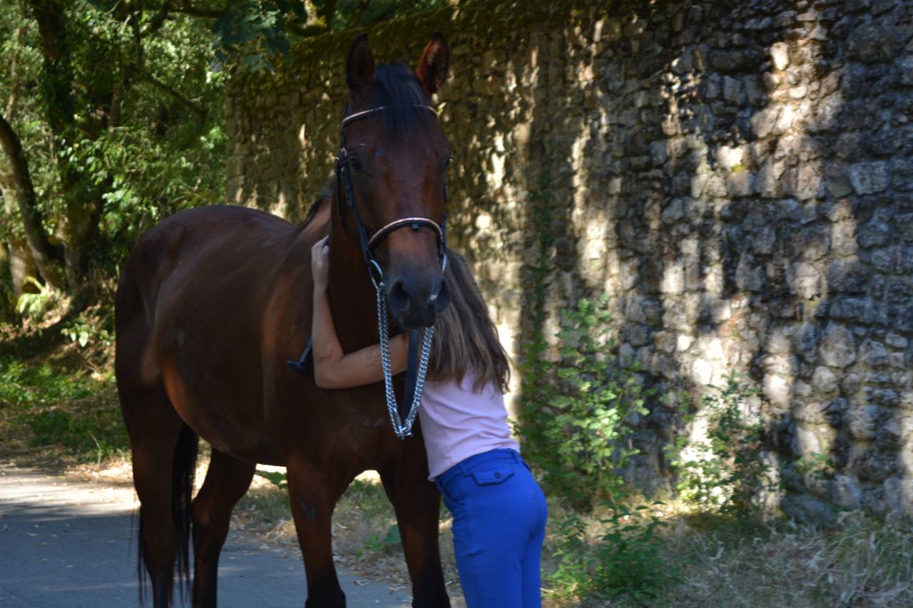 Gelding Selle Fran&ccedil;ais For sale 2021 Bay