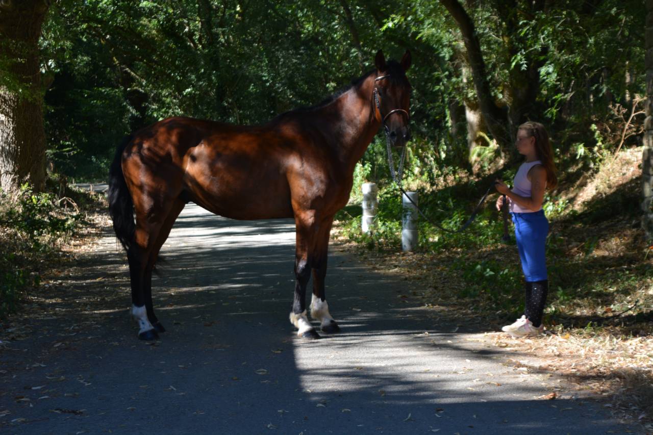 Gelding Selle Fran&ccedil;ais For sale 2021 Bay