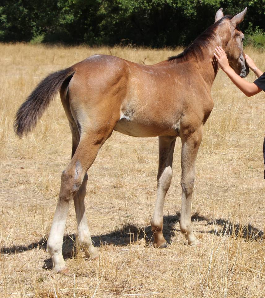 Colt Selle Fran&ccedil;ais For sale 2026 Grey