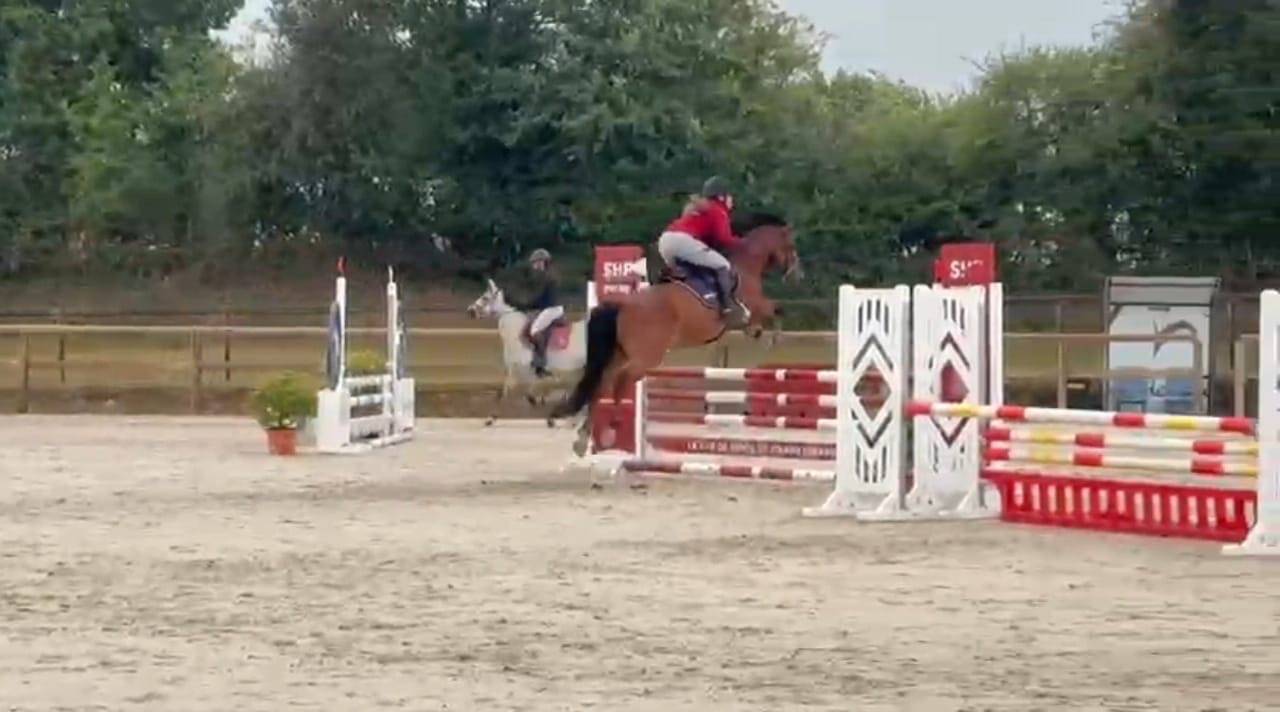 Gelding French Saddle Pony For sale 2021 Bay