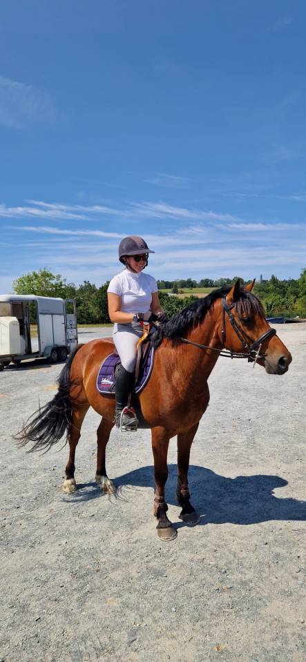Gelding French Saddle Pony For sale 2021 Bay