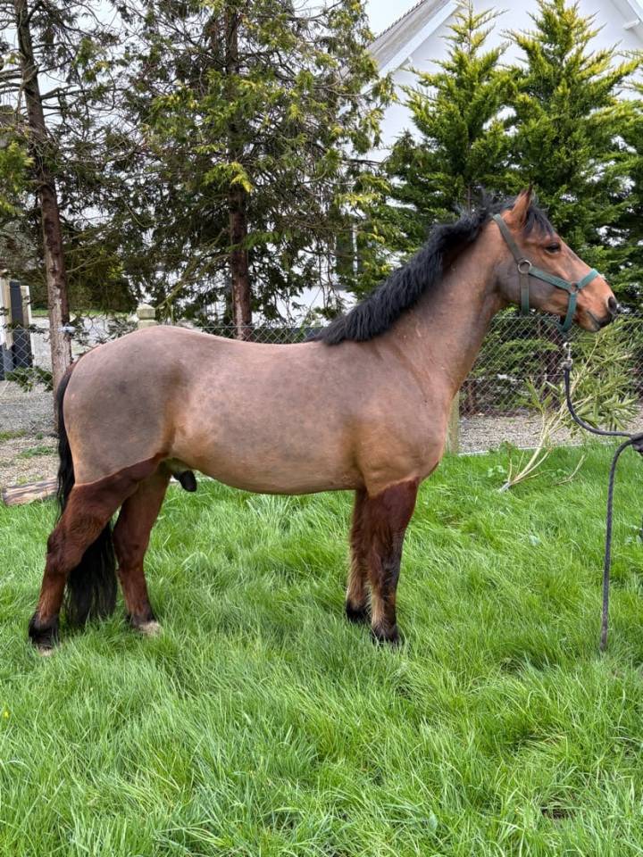 Gelding French Saddle Pony For sale 2021 Bay