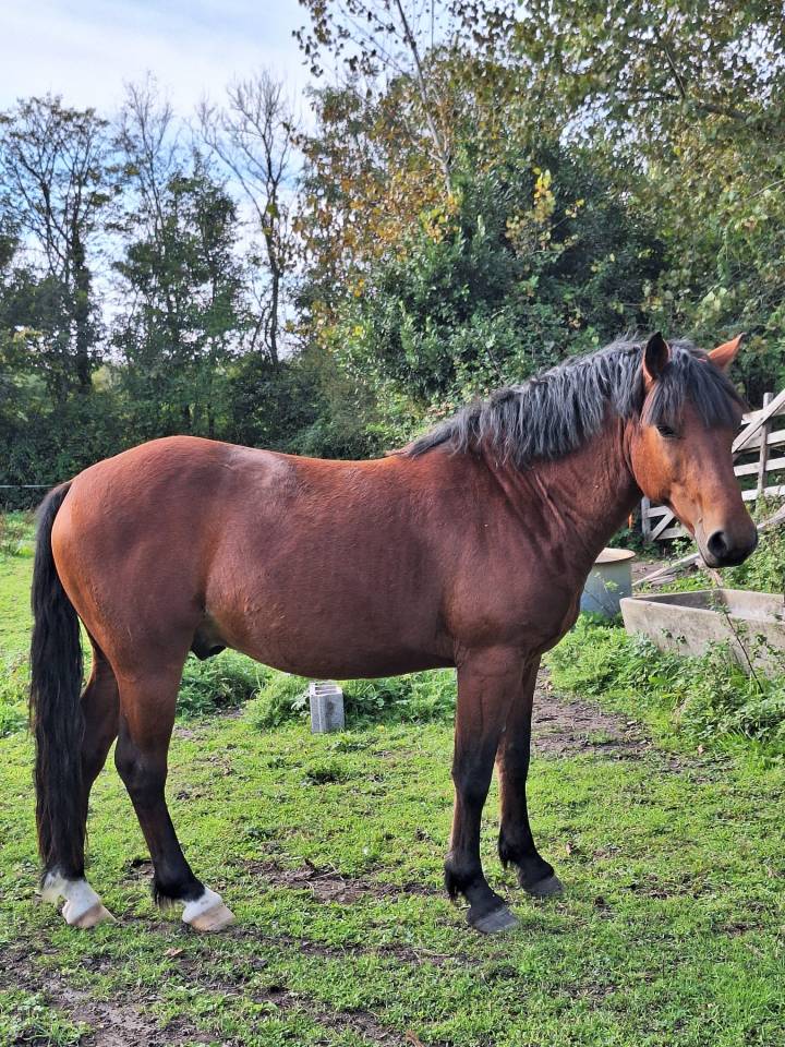 Gelding French Saddle Pony For sale 2021 Bay