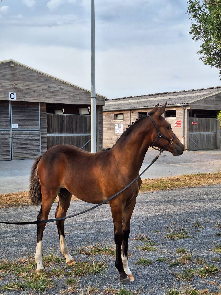 Gelding French Saddle Pony For sale 2021 Bay