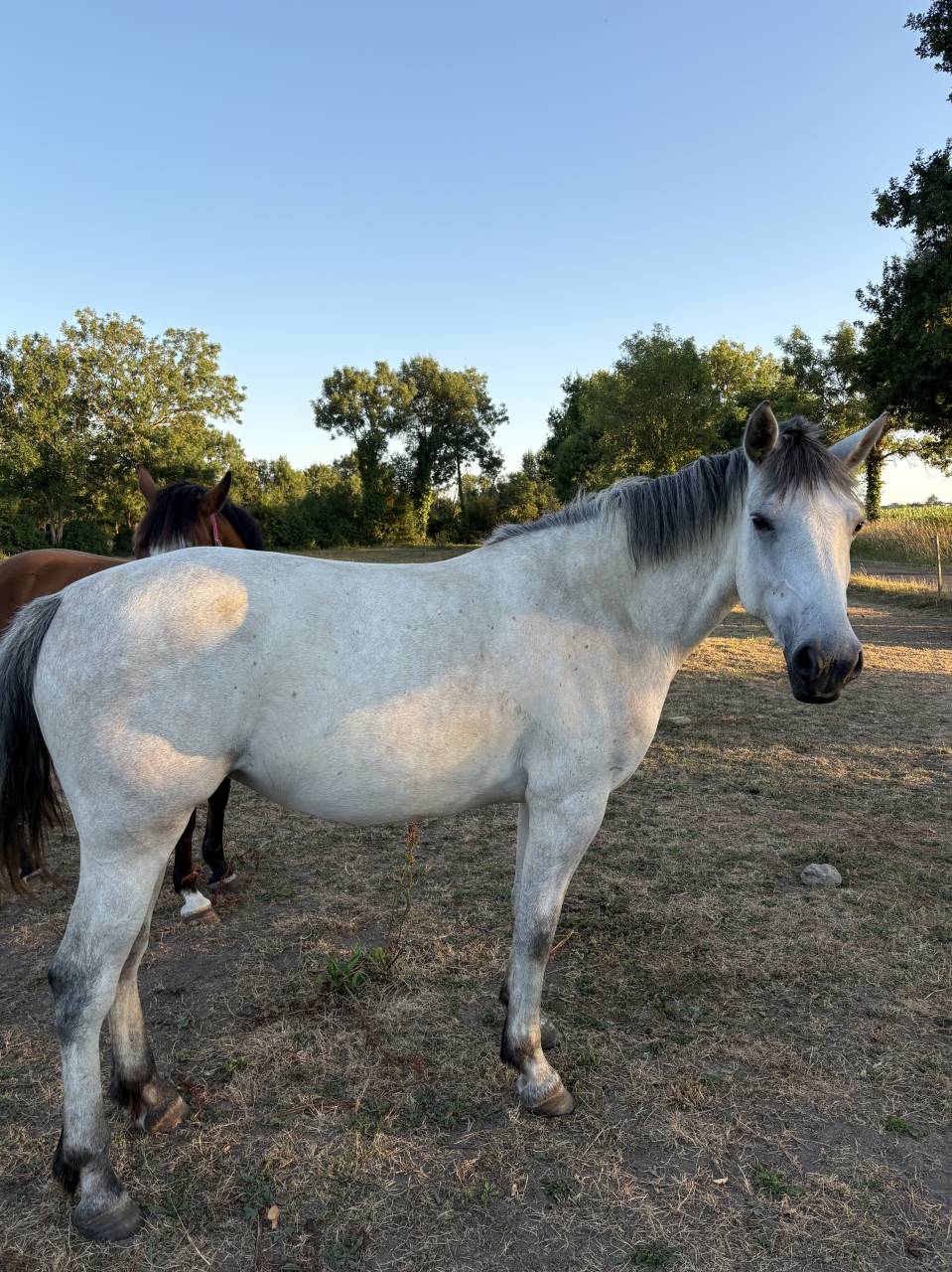 Gelding French Saddle Pony For sale 2021 Bay