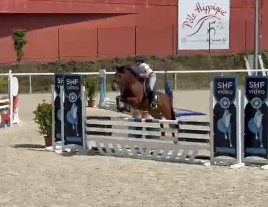 Gelding French Saddle Pony For sale 2021 Bay