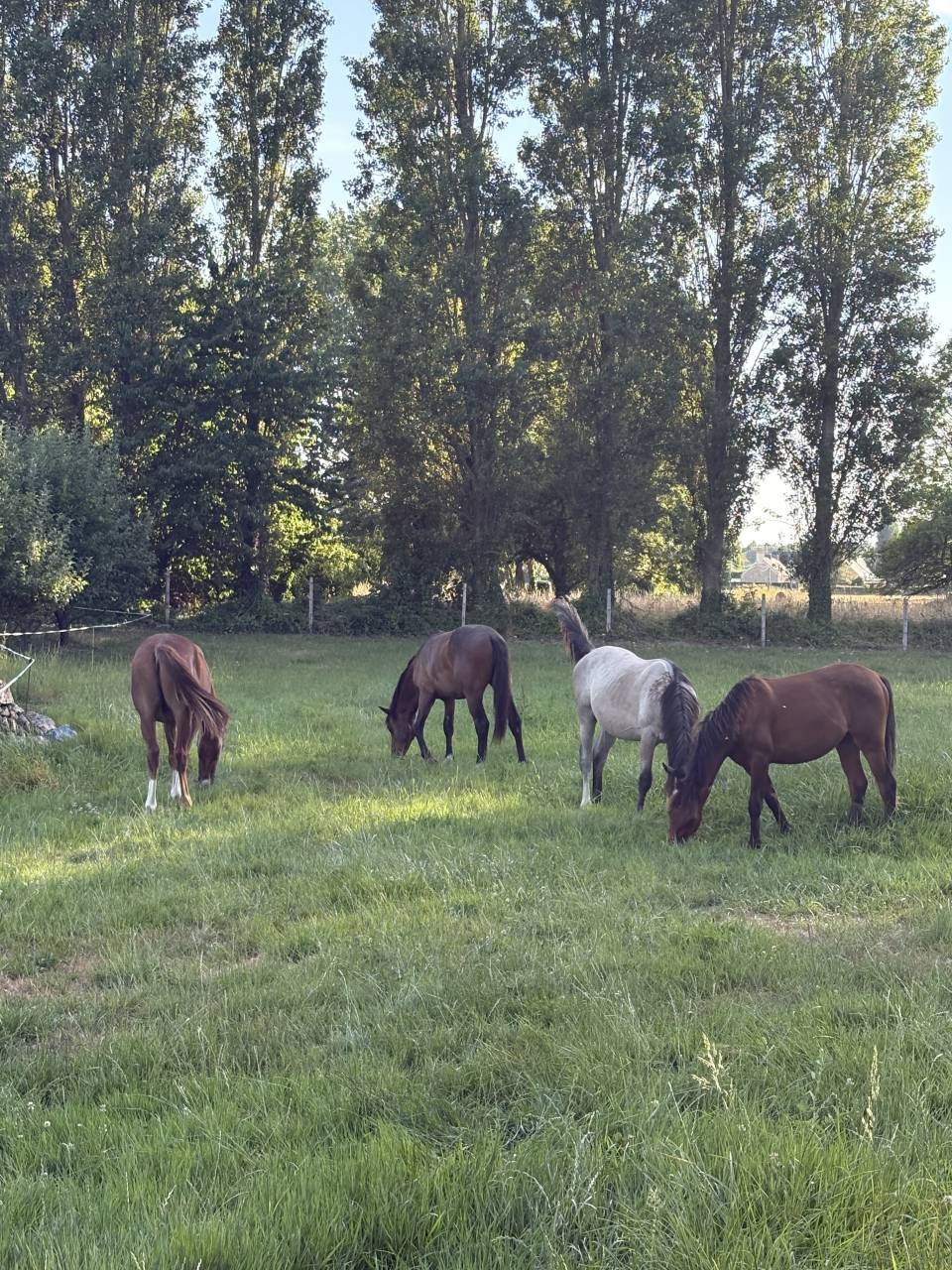 Gelding French Saddle Pony For sale 2021 Bay