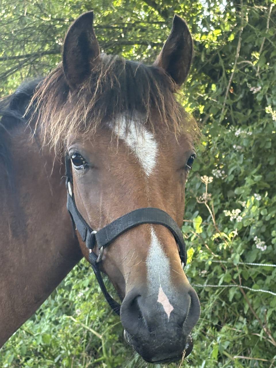Gelding French Saddle Pony For sale 2021 Bay