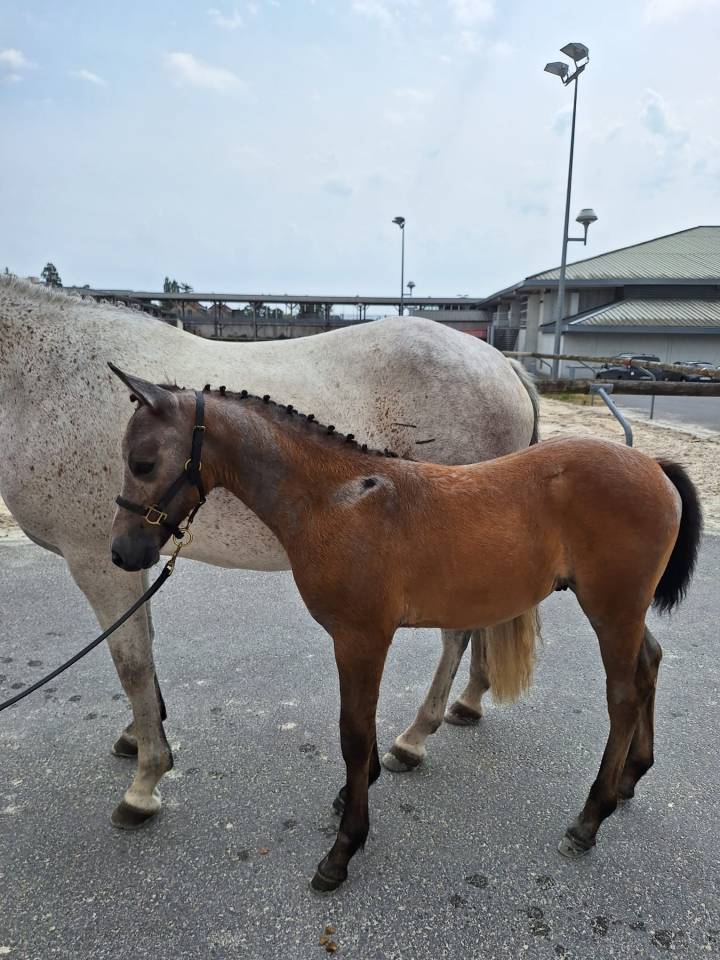 Gelding French Saddle Pony For sale 2021 Bay