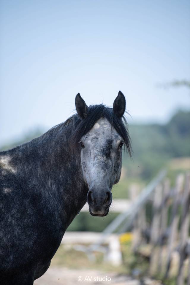 Gelding Connemara For sale 2021 Grey
