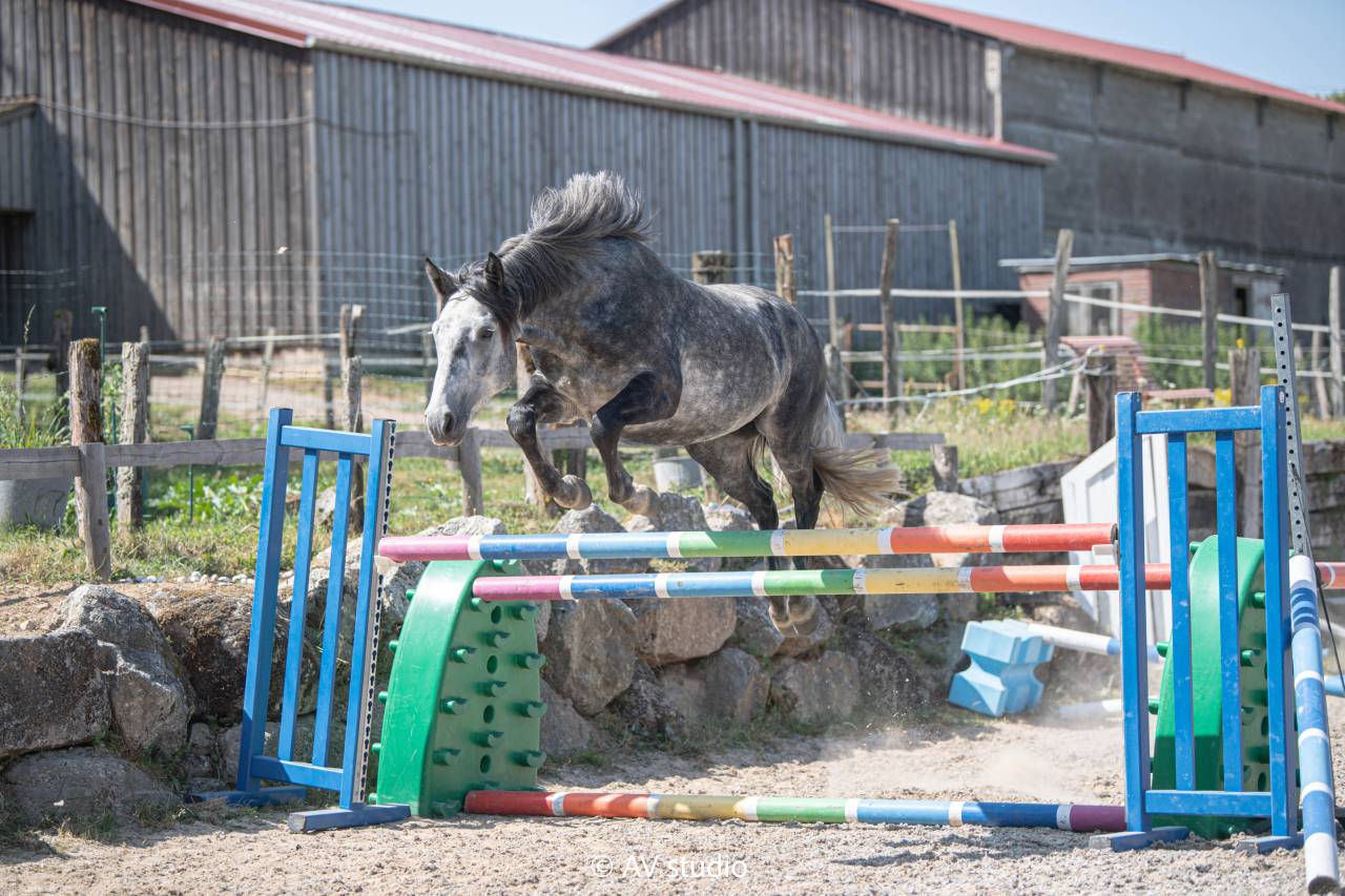 Gelding Connemara For sale 2021 Grey