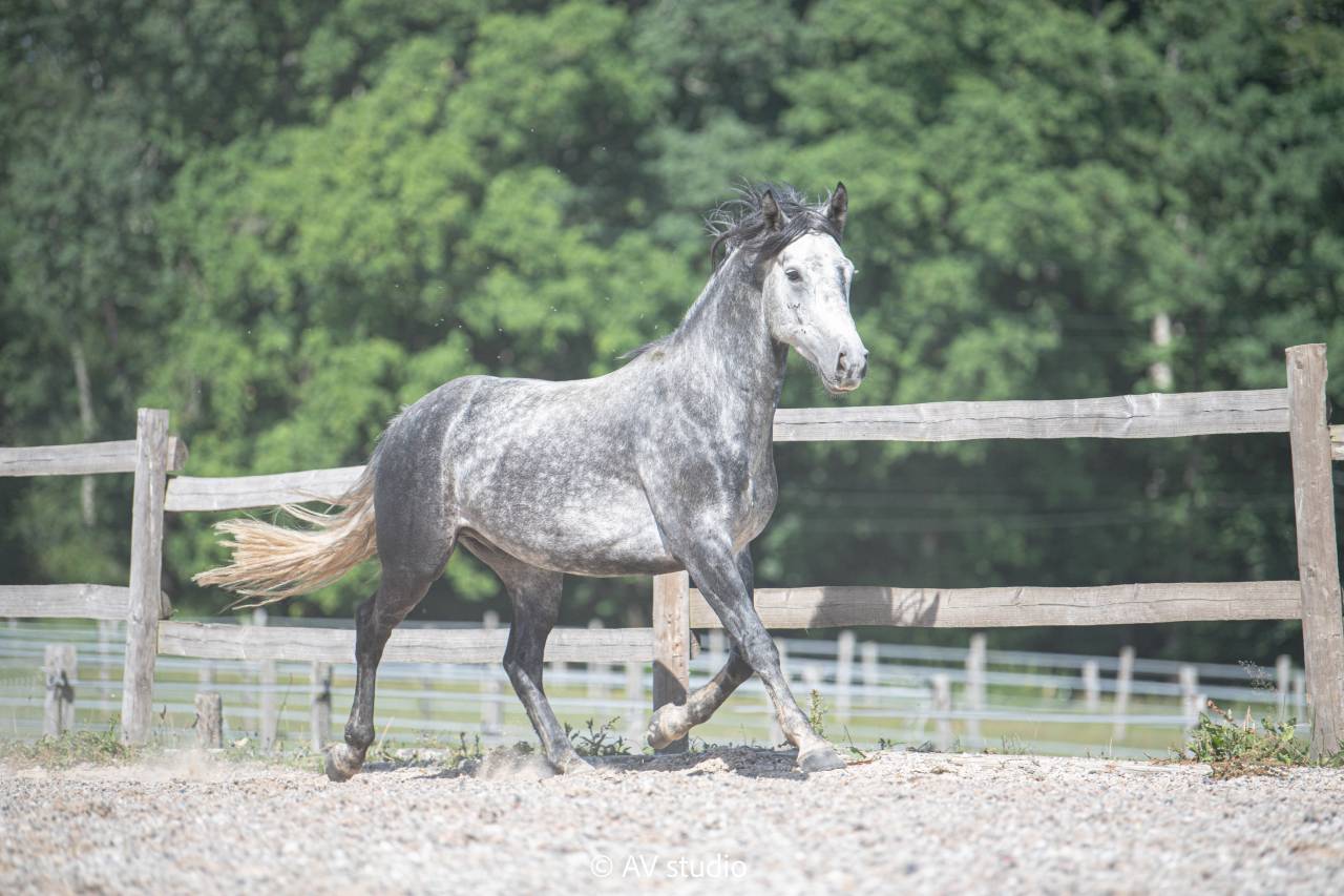 Gelding Connemara For sale 2021 Grey
