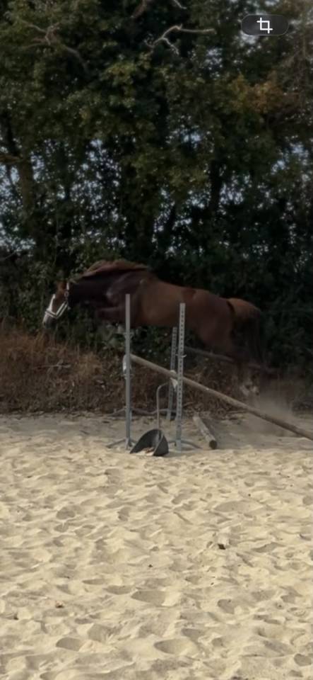 Gelding French Saddle Pony For sale 2022 Liver chestnut
