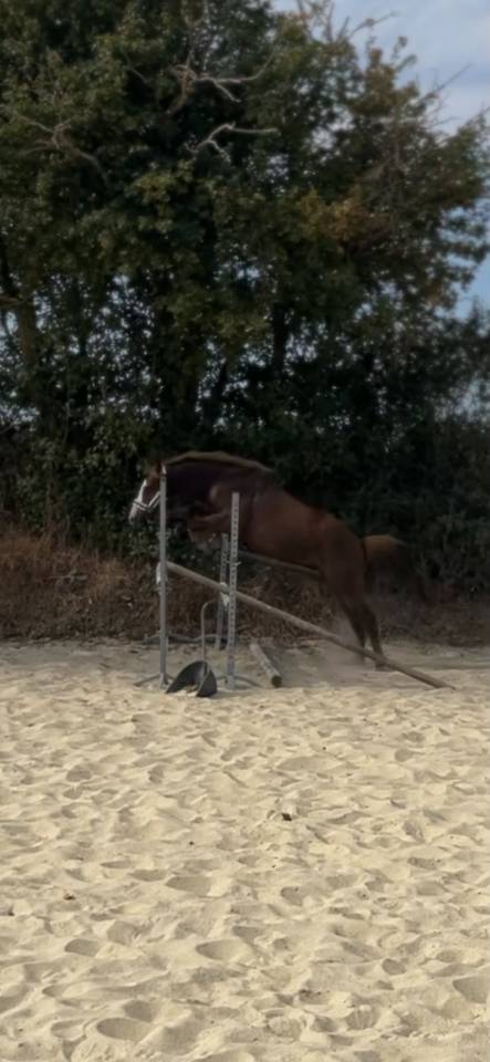 Gelding French Saddle Pony For sale 2022 Liver chestnut