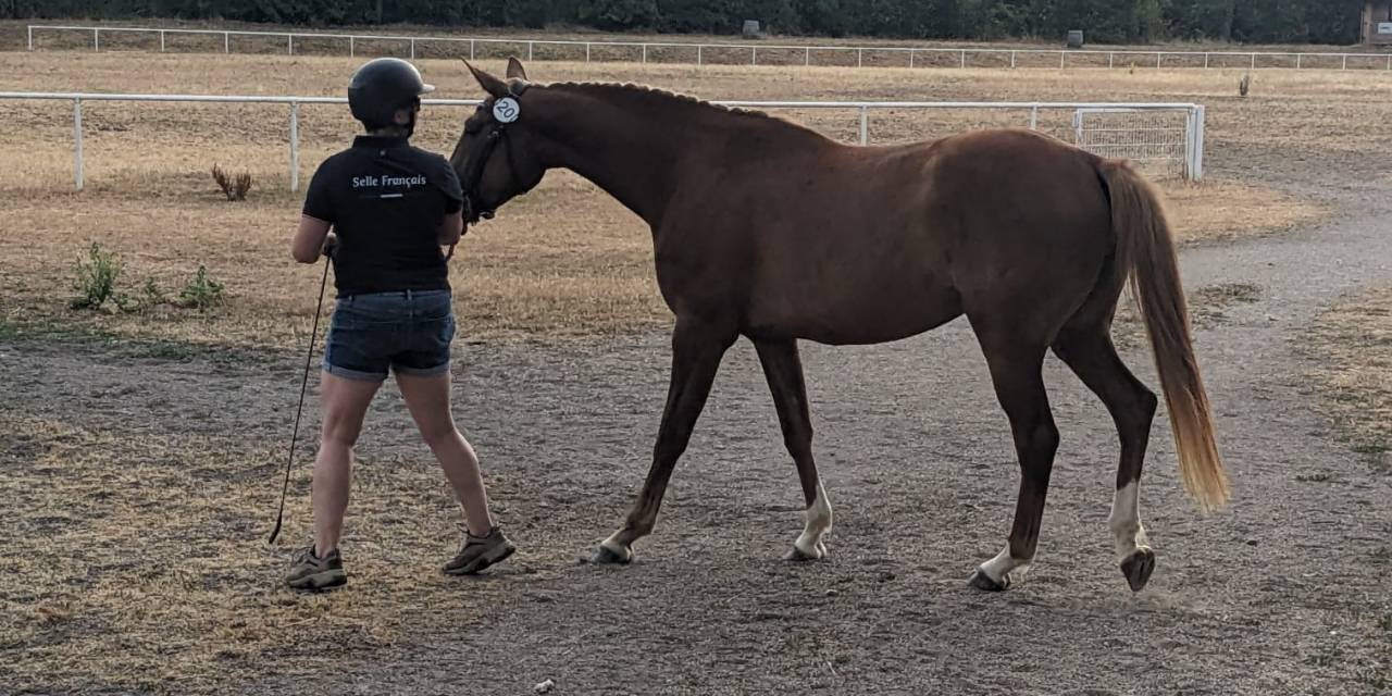 Mare Selle Fran&ccedil;ais For sale 2023 Chesnut