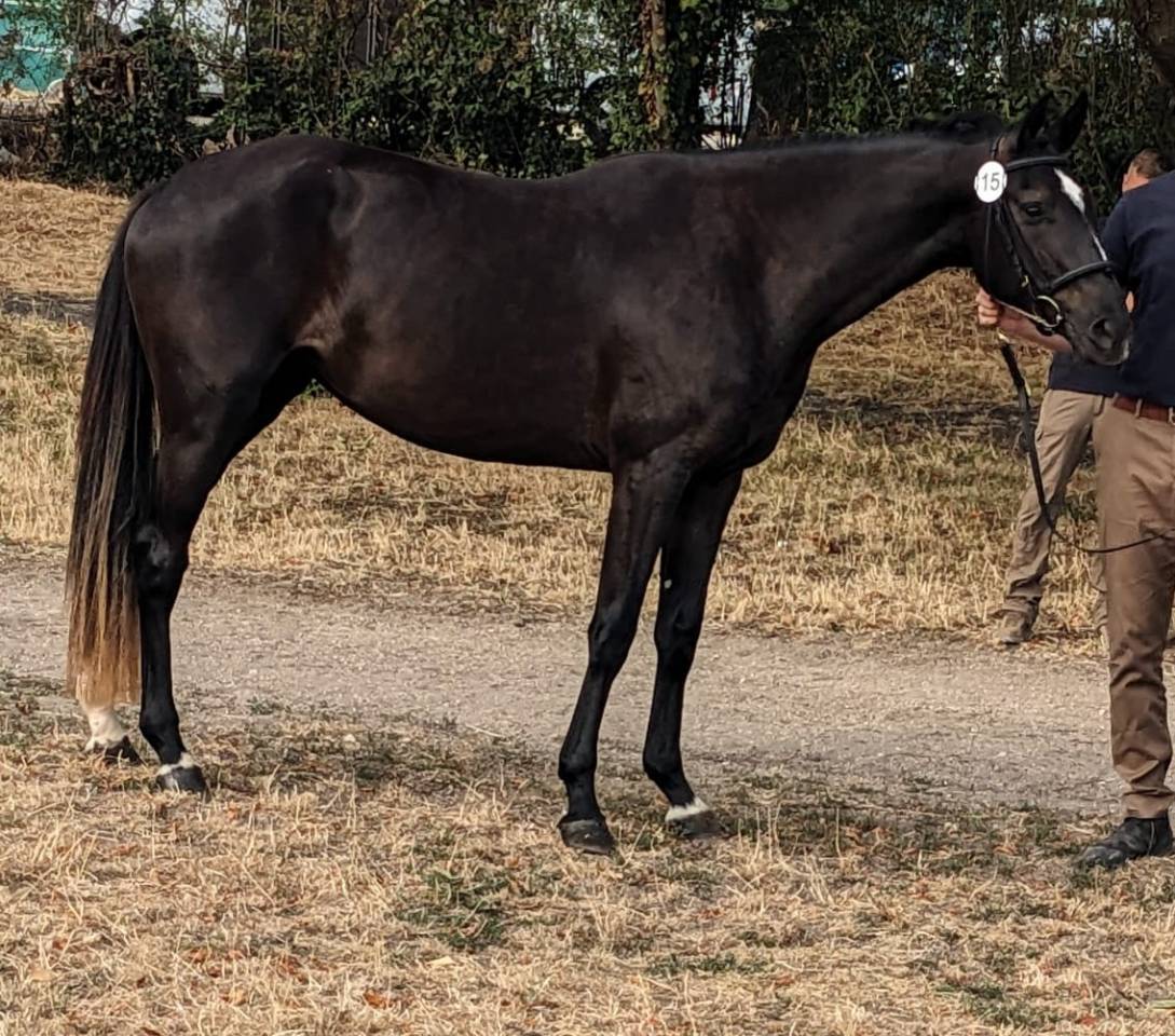 Mare Selle Fran&ccedil;ais For sale 2023 Dark Bay