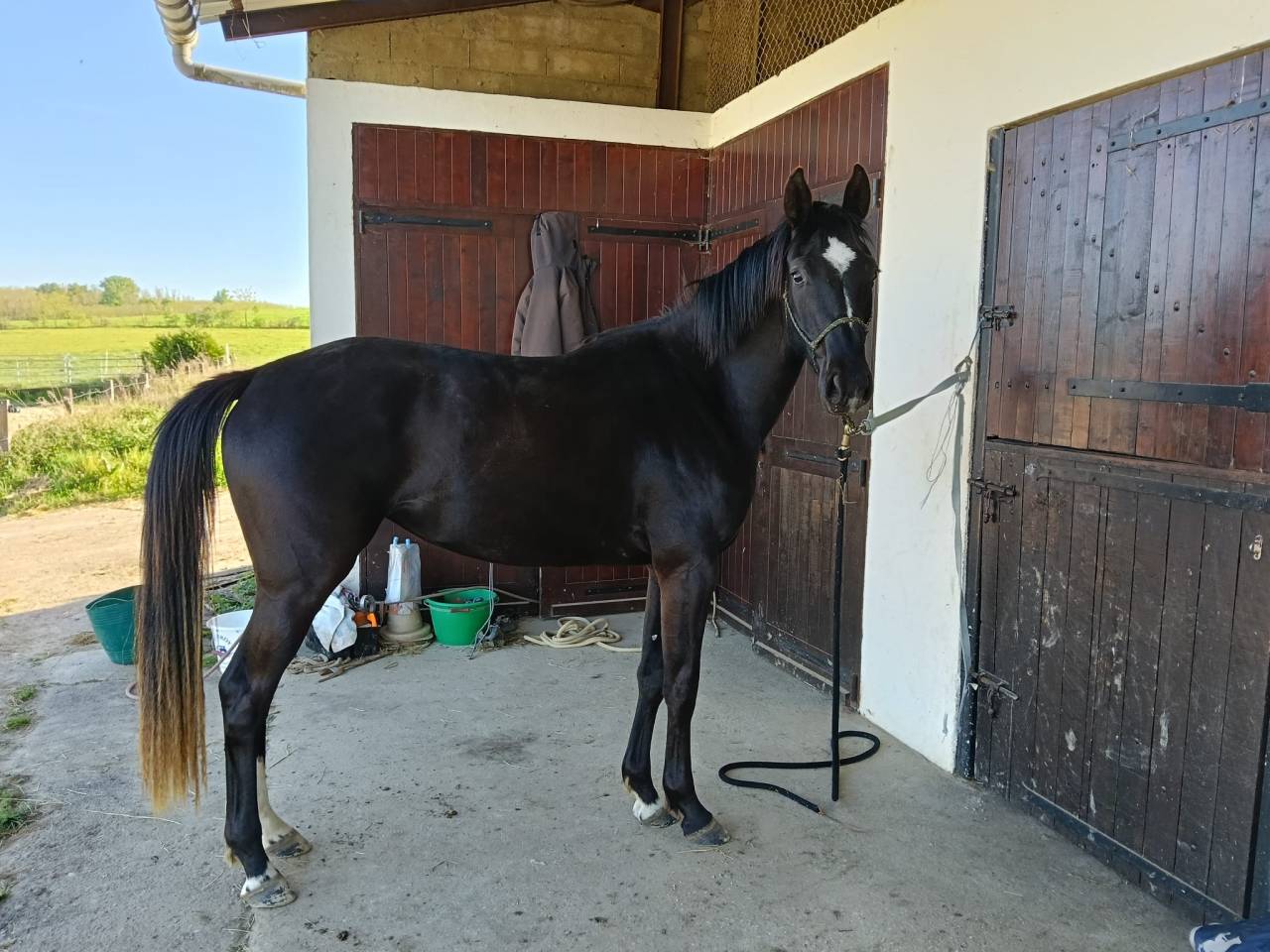 Mare Selle Fran&ccedil;ais For sale 2023 Dark Bay