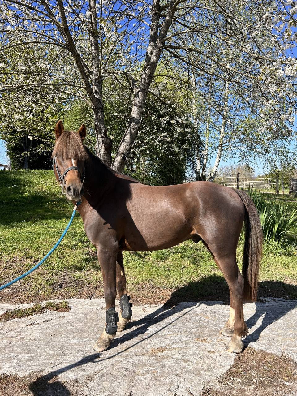 Gelding French Saddle Pony For sale 2021 Liver chestnut